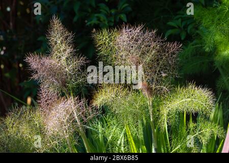 Foeniculum vulgare 'Purpureum' fenouil bronze poussant dans un jardin. Banque D'Images