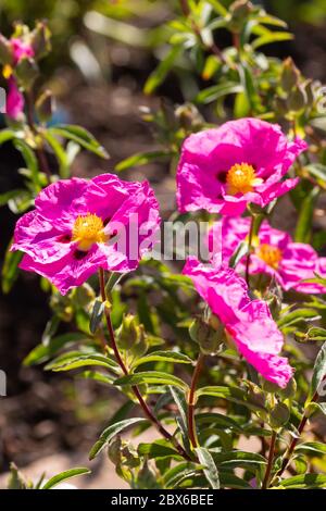 Cistus purpureus communément appelé rockrose des orchidées Banque D'Images