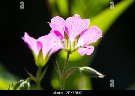 Gros plan de fleurs de géraniums roses de dessous étant éclairé par le dos baie le soleil Banque D'Images