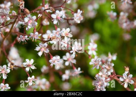 Gros plan de la plante Saxifraga 'London Pride' qui fleurit en mai en Écosse Banque D'Images