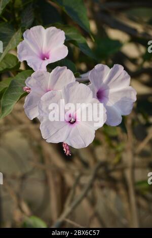 Rose matin gloire ou fleurs de carnée Ipomoea dans le jardin Banque D'Images