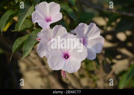 Rose matin gloire ou fleurs de carnée Ipomoea dans le jardin Banque D'Images