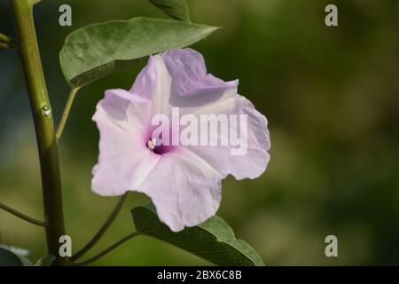 Rose matin gloire ou fleurs de carnée Ipomoea dans le jardin Banque D'Images