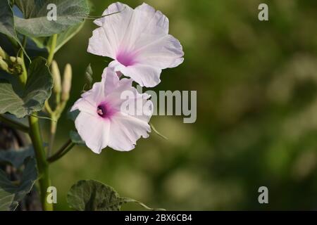 Rose matin gloire ou fleurs de carnée Ipomoea dans le jardin Banque D'Images