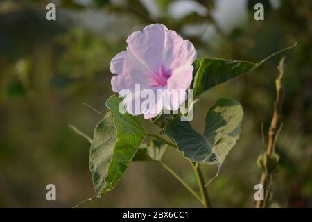 Rose matin gloire ou fleurs de carnée Ipomoea dans le jardin Banque D'Images