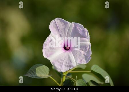 Rose matin gloire ou fleurs de carnée Ipomoea dans le jardin Banque D'Images