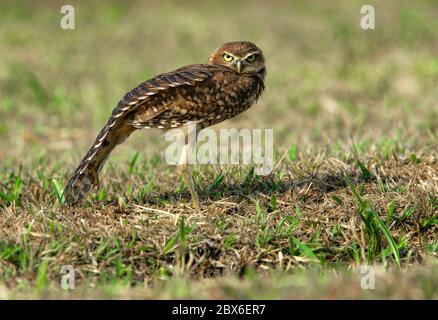 Hibou des terriers sur la savane dans le sud de la Colombie Banque D'Images