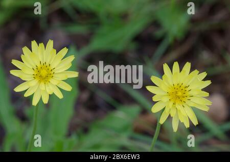 Dandelion faux, Pyrrhopappus sp.