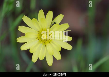 Dandelion faux, Pyrrhopappus sp.
