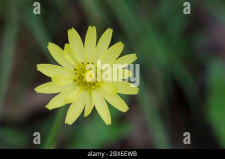 Dandelion faux, Pyrrhopappus sp.