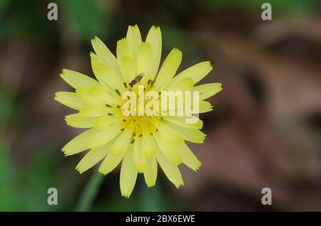 Dandelion faux, Pyrrhopappus sp.