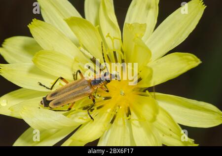 Soldat Beetle, Chauliognathus marginatus, sur False Dandelion, Pyrrhopappus sp.