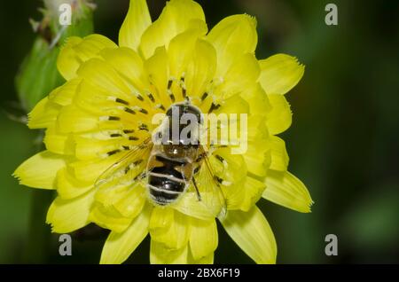 Syrphide Fly, Istalis stipator, mâle fourragelion sur False Dandelion, Pyrrhopappus sp.