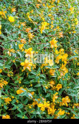 Millepertuis, Hypericum 'Hidcote', après une douche à effet pluie. Banque D'Images