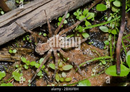 Wolf Spider, Arctosa littoralis, femme avec jeune Banque D'Images