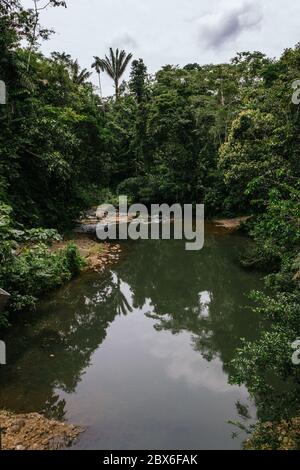 paysage tropical, amazone, bord de rivière, bassins de tilapia, vert persistant, arbres Banque D'Images