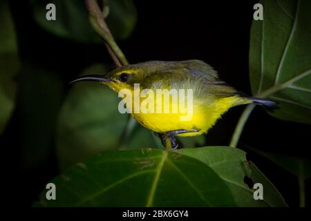 Sunbird dormant à dos d'olive femelle dans le parc national de Tangkoko. Nord Sulawesi, Indonésie. Banque D'Images