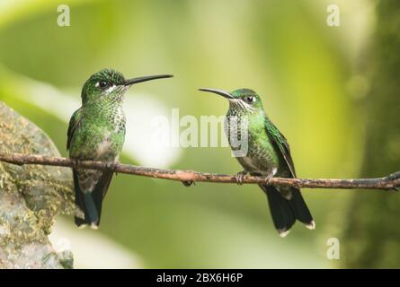 Portrait de deux colibris femelles, brillant à couronne verte (Heliodoxa jacula) en compétition avec une perche sur une branche en Équateur Banque D'Images