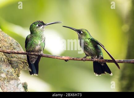 Portrait de deux colibris femelles, brillant à couronne verte (Heliodoxa jacula) en compétition avec une perche sur une branche en Équateur Banque D'Images