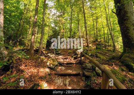 Femme solitaire qui fait de la randonnée dans la forêt primitive entourant le légendaire lac Kammersee et le lac Toplitz, région de l'Ausseer Land, Styrie, Autriche Banque D'Images