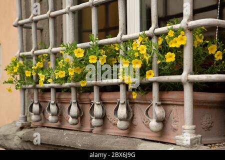 La pétunia jaune fleurit sur la fenêtre trellisée de l'ancien manoir. Des fleurs jaunes gaies et un feuillage vert croissant en pots de céramique décorent l'extérieur Banque D'Images