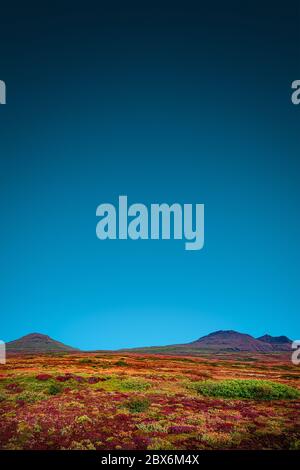 Page couverture avec beau paysage coloré avec de la mousse et du lichen anciens, des fleurs de toundra et des champs de prairie près des volcans en Islande avec ciel bleu Banque D'Images