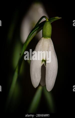 Fleur de perce-neige Banque D'Images