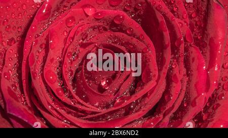 rose rouge avec gouttes d'eau, photo en gros plan Banque D'Images