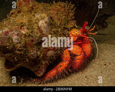 Crabe ermite en latin Paguroidea tourné lors d'une plongée nocturne à la baie de Sabang, Puerto Galera, Philippines Banque D'Images