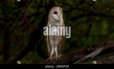 hibou de la grange perché sur un arbre Banque D'Images