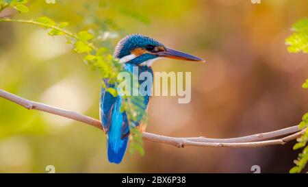 kingfisher commun perché sur un arbre/branche