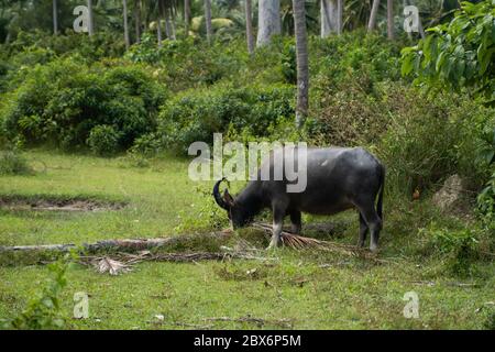 Un bison avec de grandes cornes se grise sur la pelouse dans une jungle tropicale verte. Banque D'Images