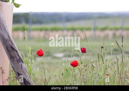 Les coquelicots rouges fleurissent dans la campagne anglaise de la ferme, Angleterre, Royaume-Uni Banque D'Images