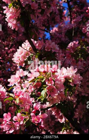 Belles fleurs roses d'un écrevisse (Malus 'Adams'?) Arbre dans un jardin Glebe, Ottawa (Ontario), Canada. Banque D'Images