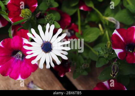 Une Marguerite africaine blanche (Osteospermum) et d'autres fleurs dans un pot planté sur un pont en bois, Ottawa (Ontario), Canada. Banque D'Images