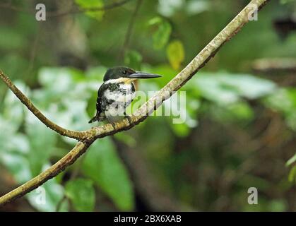 Green Kingfisher (Chloroceryle americana septentrionalis) femelle adulte perchée sur la branche de Cuero y Saldo, Honduras février 2016 Banque D'Images