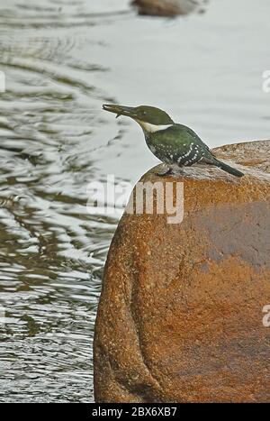 Green Kingfisher (Chloroceryle americana septentrionalis) femelle adulte perchée sur la roche avec une proie d'insecte dans Bill Honduras février 2016 Banque D'Images