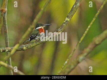 Green Kingfisher (Chloroceryle americana septentrionalis) adulte mâle perché sur la branche dans la pluie Cuero y Saldo, Honduras février 2016 Banque D'Images