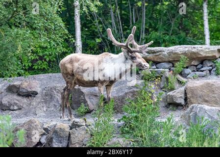 Caribou en itinérance dans la forêt seule Banque D'Images