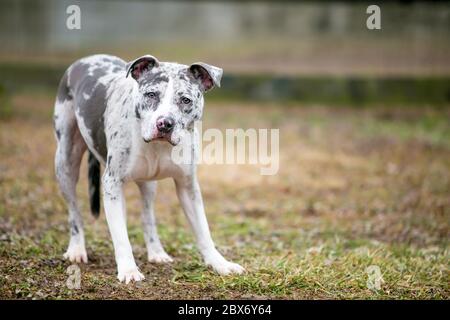 Un chien de léopard de Catahoula x chien de race mixte de Bull Terrier de Pit affichant le langage du corps nerveux et regardant la caméra Banque D'Images