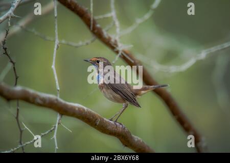 Belle photo d'oiseau de bluethroat un membre de la famille des Turodés Banque D'Images