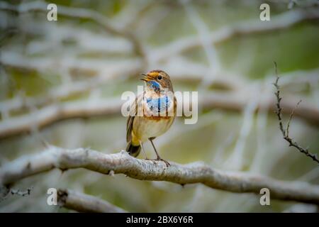 Belle photo d'oiseau de bluethroat un membre de la famille des Turodés Banque D'Images