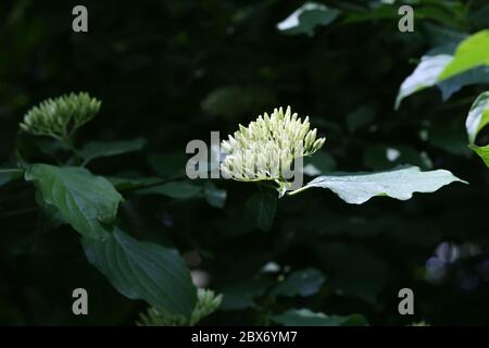 Cornus controlversa en fleur dans l'arboretum Banque D'Images