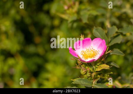 Rosa Canina ou chien commun a augmenté en pleine floraison Banque D'Images