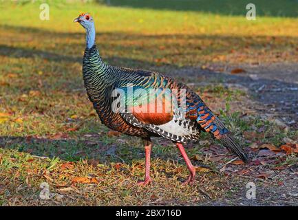 Une dinde ocellée (Meleagris ocellata) dans la ruine maya de Tikal au lever du soleil, au Guatemala. Banque D'Images