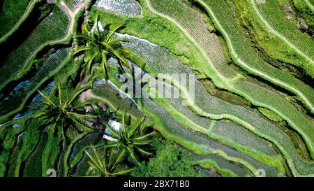 Gros plan aérien de terrasses de riz vert à Ubud, île de Bali, Indonésie avec des cocotiers pendant toute la durée de végétation. Banque D'Images