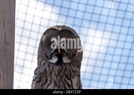 Owl regarde dans la caméra Banque D'Images