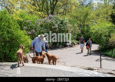 New York, NY, États-Unis -- 28 avril 2017. Photo d'un marcheur et de chiens pour une promenade dans Central Park de New York. Banque D'Images