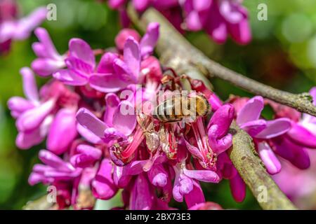 Abeille (Apiformes) sur les branches d'arbre de Judas (Cerdis siliquastrum) dans la fleur de ferme, jardin de l'abbaye de Buckland, Yelverston, Devon, Angleterre Banque D'Images