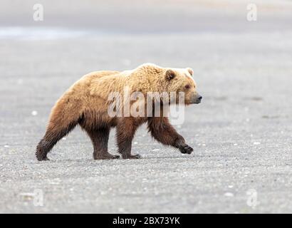 Grand ours brun d'Alaska mâle faisant une promenade le long d'une plage dans le lac Clark Banque D'Images